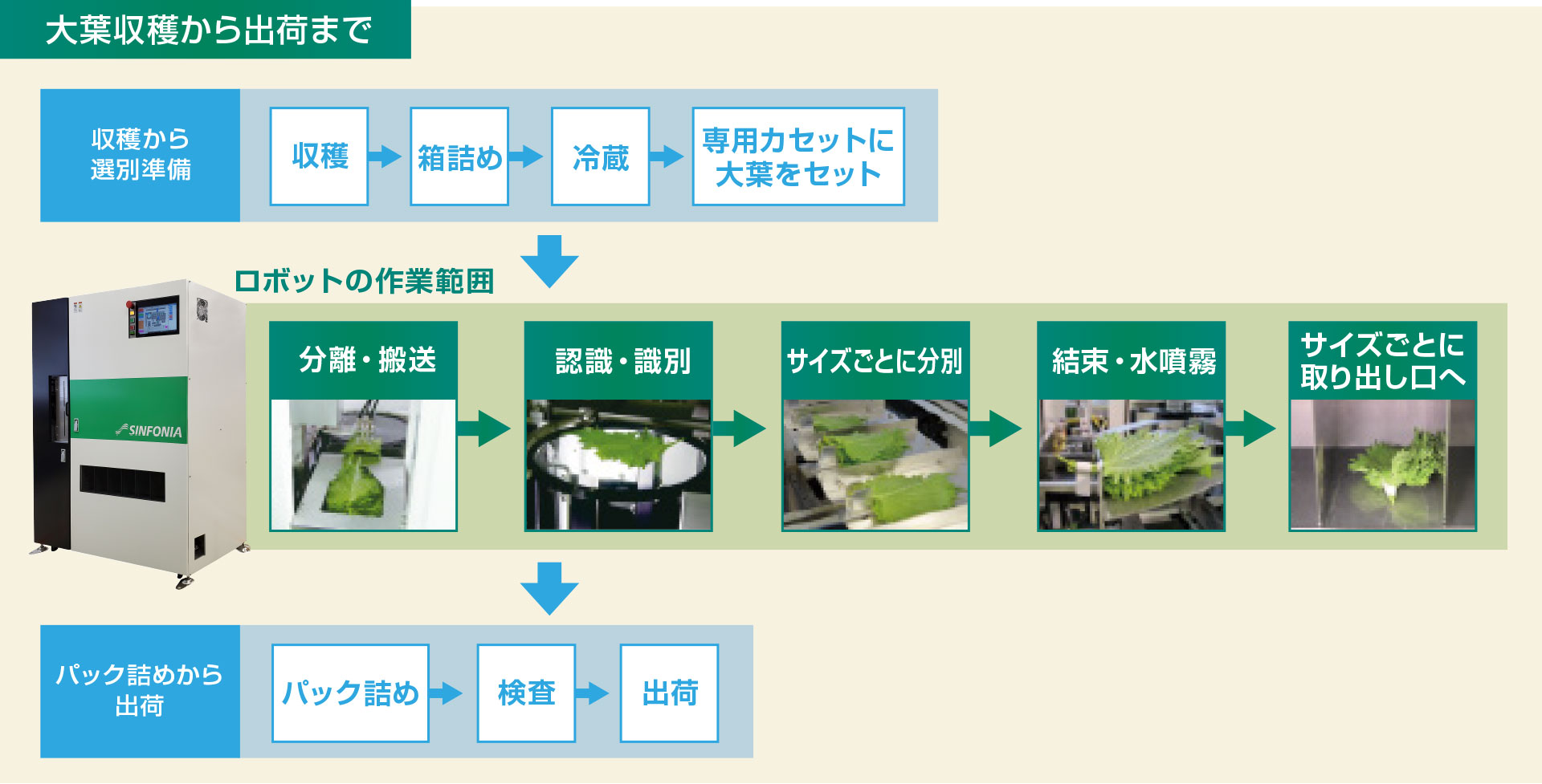 大葉収穫から出荷まで